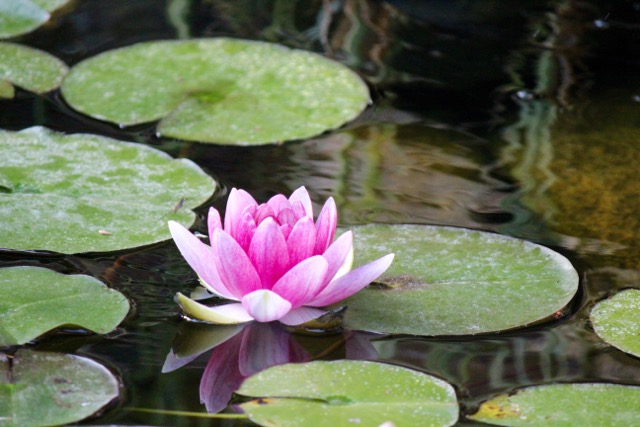 The Healing Within You